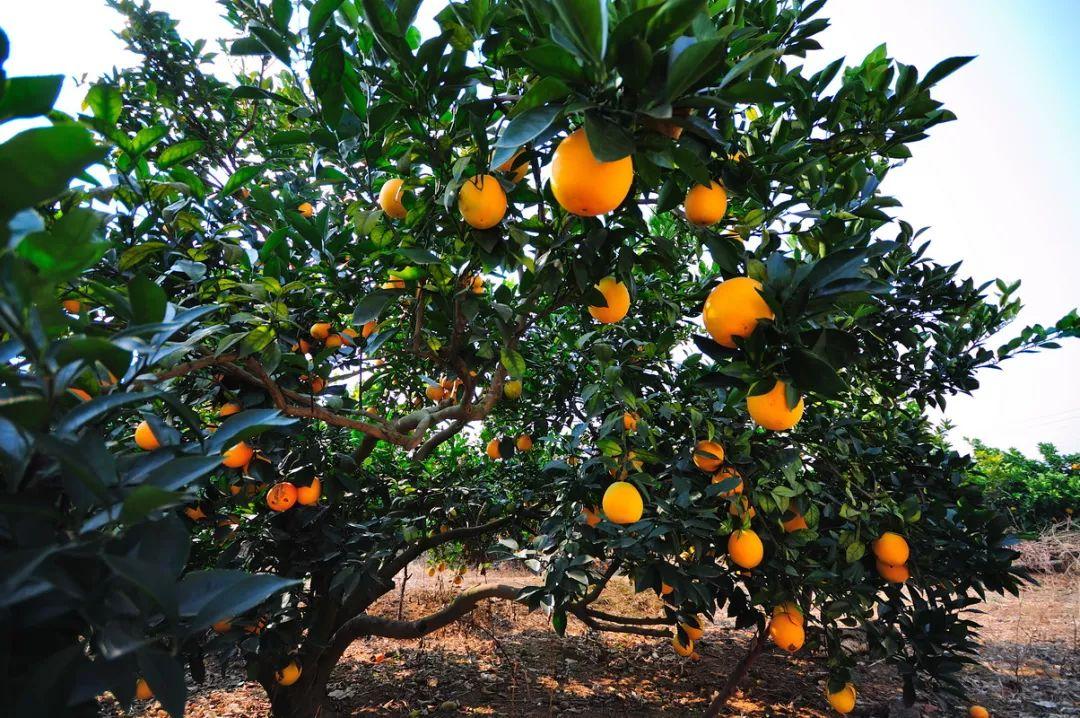 安溪山富硒茶（罗溪高山富硒茶）-硒宝网