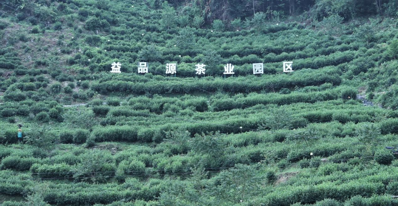 阿紫阳富硒茶(紫阳富硒茶多少钱一斤)-硒宝网