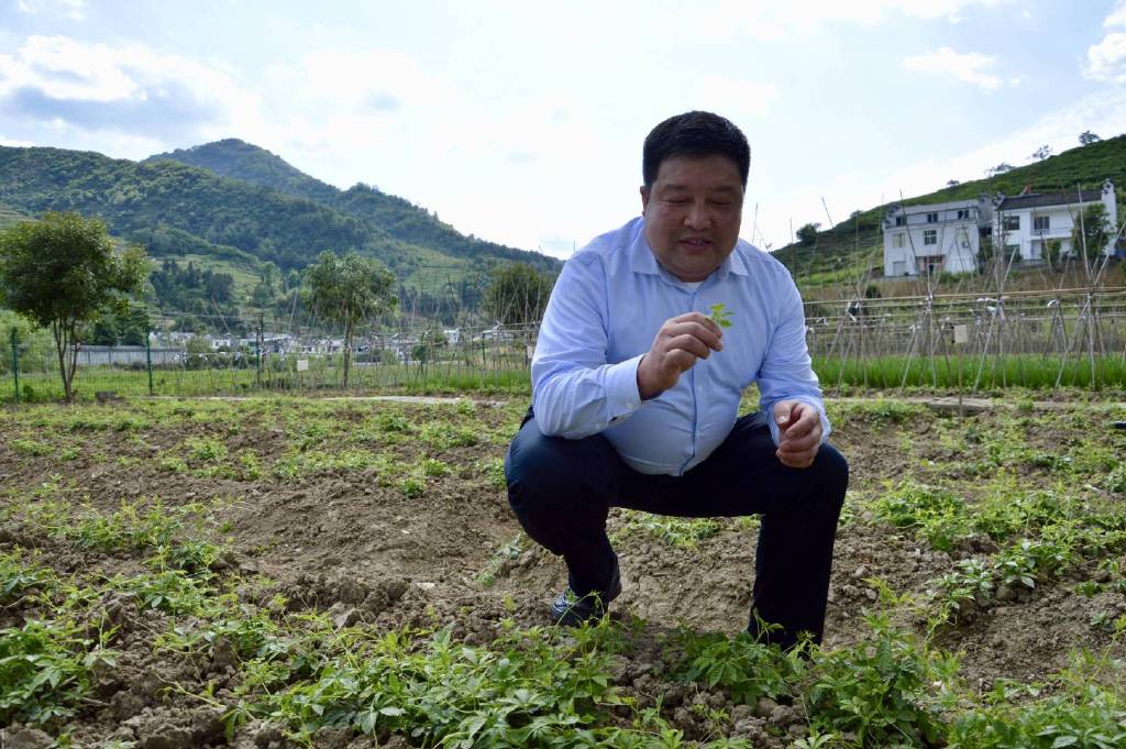 平利富硒黑茶（富硒黑茶是传销吗）-硒宝网