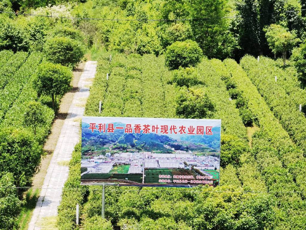 平利富硒黑茶（富硒黑茶是传销吗）-硒宝网