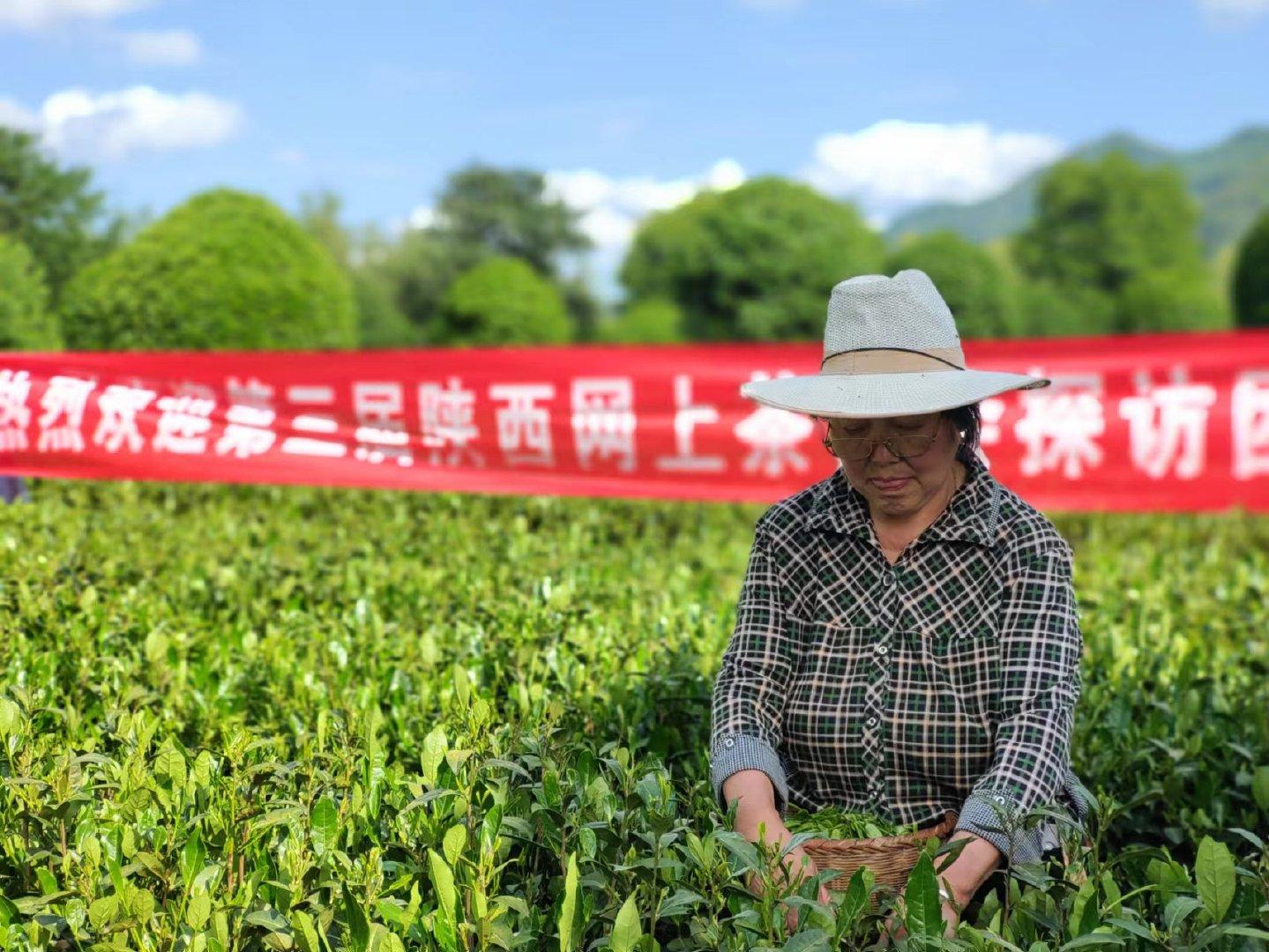 平利富硒黑茶（富硒黑茶是传销吗）-硒宝网