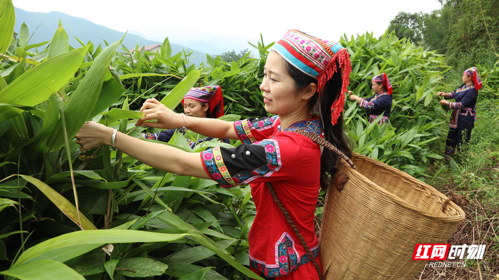 红豆彬富硒茶(红豆茶的作用)-硒宝网