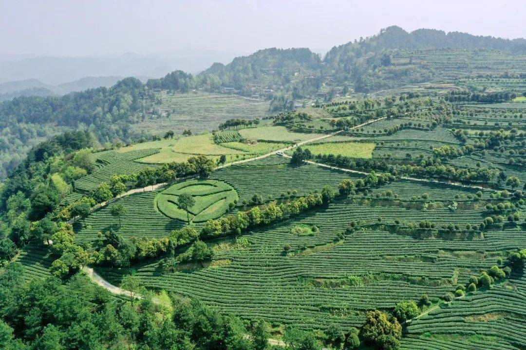 开阳市富硒茶(开阳富硒茶t6体验店)-硒宝网