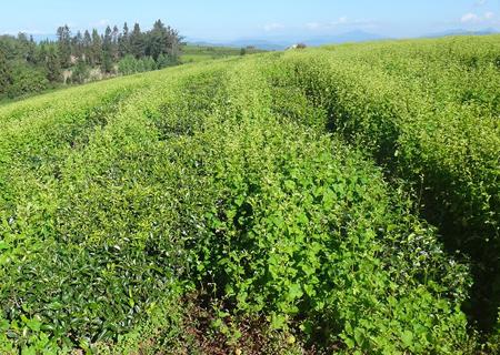 富硒茶的吃法(富硒茶喝多了会有什么坏处)-硒宝网