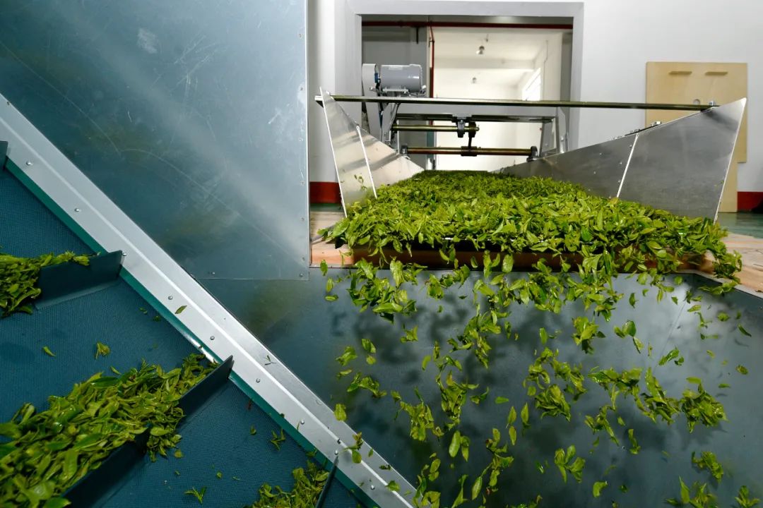 雨露山富硒茶(仙人尖牌仙寓山富硒茶)-硒宝网