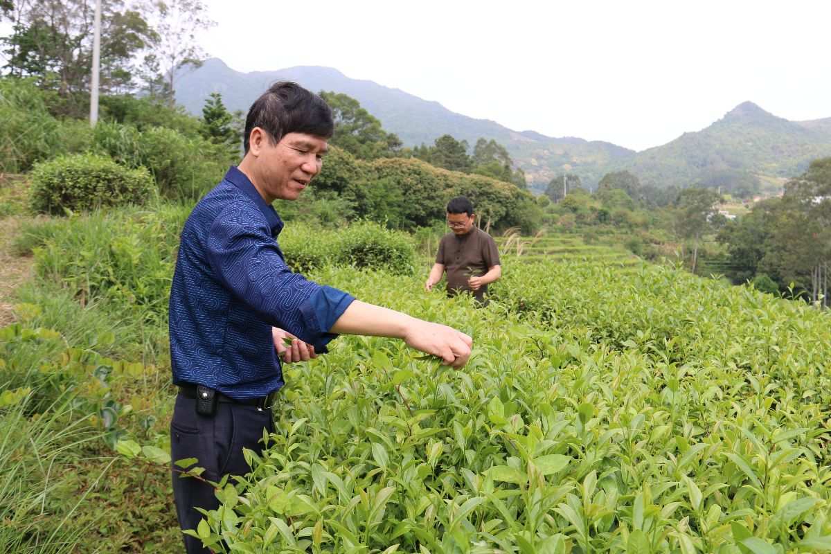 雨露山富硒茶(仙人尖牌仙寓山富硒茶)-硒宝网