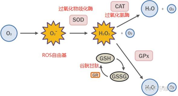 富硒茶有晶体(硒的晶体)-硒宝网