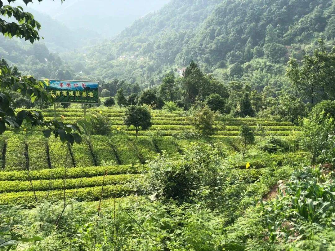 品高山富硒茶（高山富硒茶属于什么茶）-硒宝网