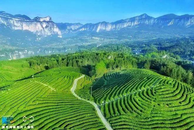 巴东红富硒茶（恩施巴东红茶）-硒宝网