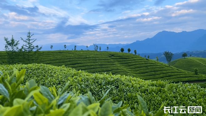 巴东红富硒茶（恩施巴东红茶）-硒宝网