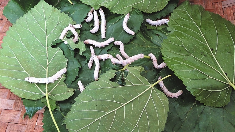 富硒霜桑叶茶（桑叶茶好还是霜桑叶好）-硒宝网