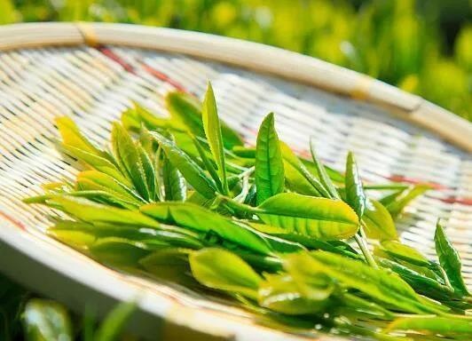 恩施富硒茶鉴(恩施富硒茶文化的内涵有)-硒宝网