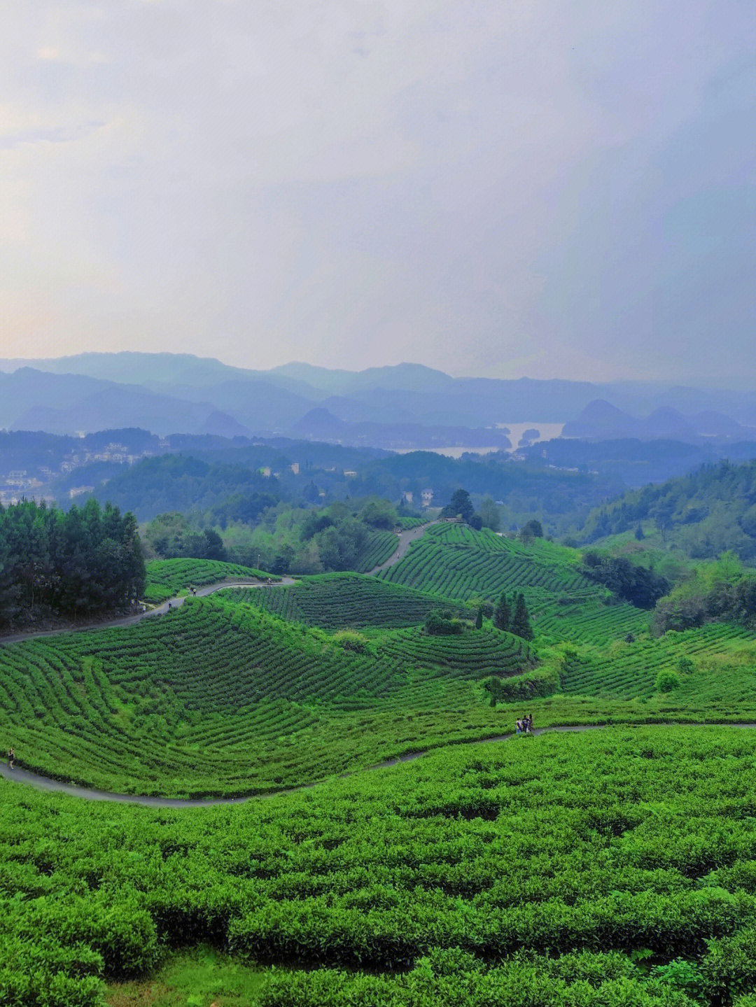 富硒茶的吃法(富硒的茶喝了有什么好处)-硒宝网