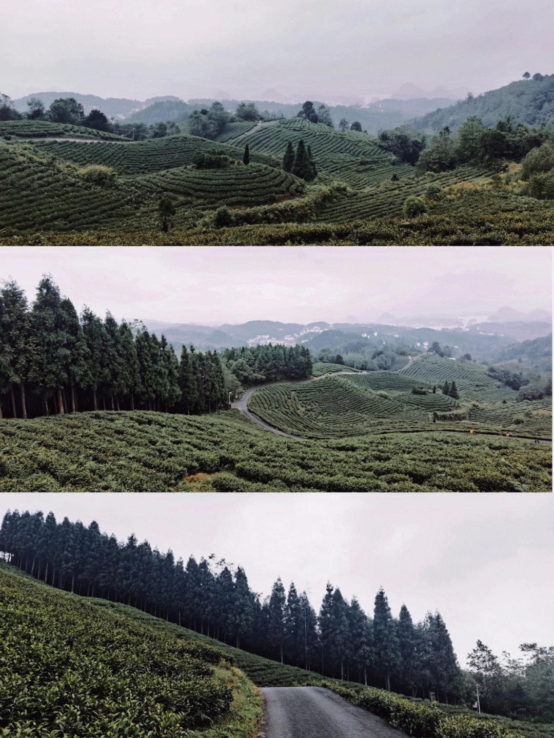 富硒茶的吃法(富硒的茶喝了有什么好处)-硒宝网