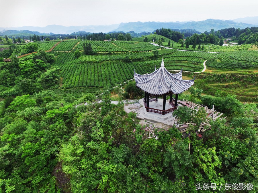 富硒茶的吃法(富硒的茶喝了有什么好处)-硒宝网