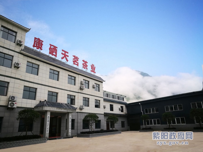 喝紫阳富硒茶(紫阳富硒茶含硒量多少)-硒宝网