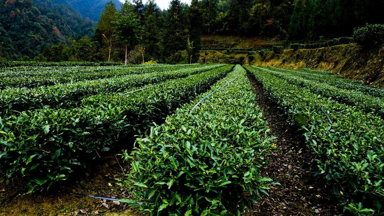 难得的富硒茶(富硒茶口感)-硒宝网