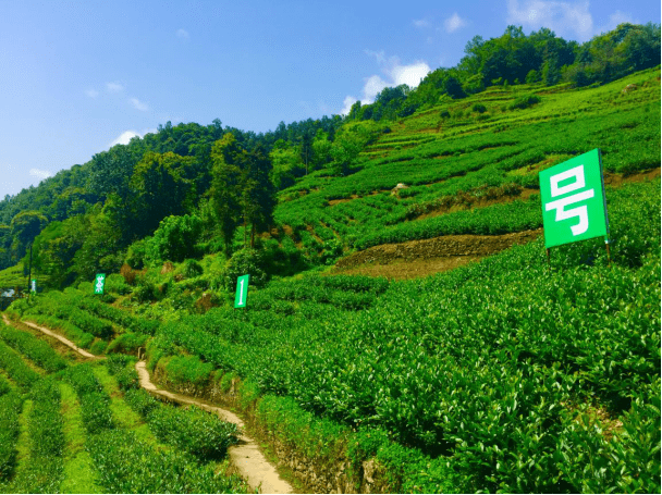 富硒茶的产区(富硒茶的产地)-硒宝网