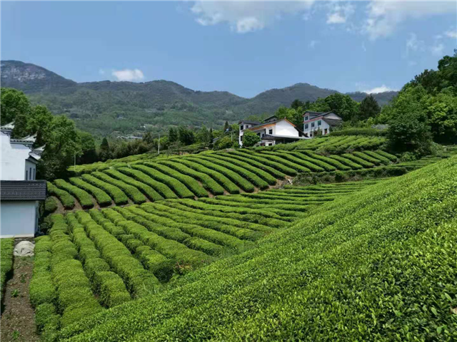 富硒茶的产区(富硒茶的产地)-硒宝网