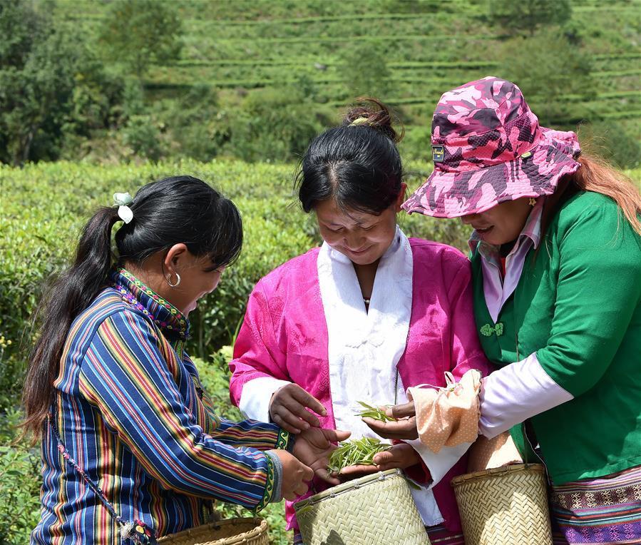 柞水有富硒茶（富硒茶含硒吗）-硒宝网