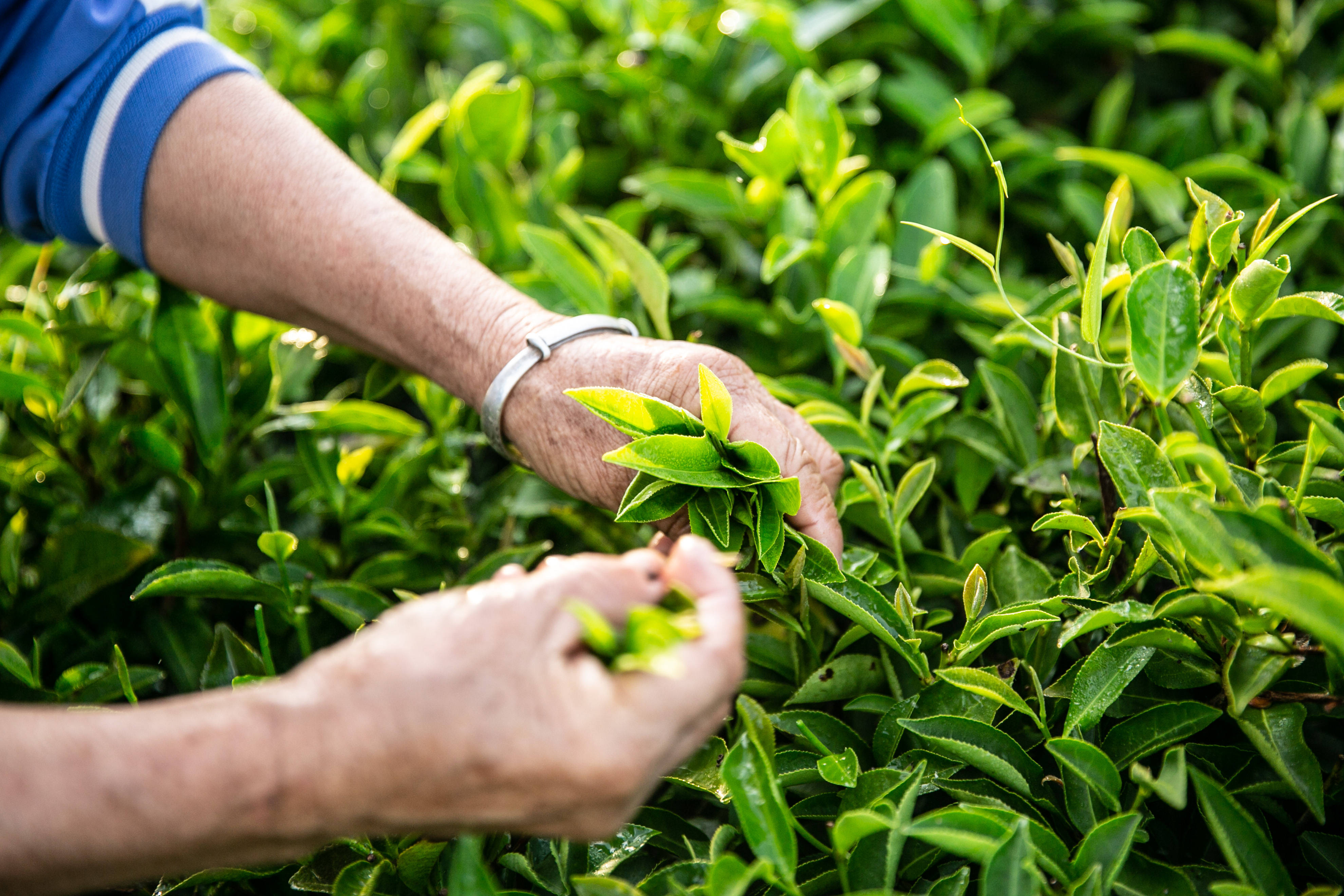 柞水有富硒茶（富硒茶含硒吗）-硒宝网