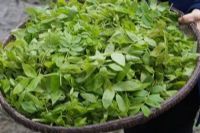 雨露山富硒茶（仙人尖仙寓山富硒野茶）-硒宝网