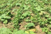 雨露山富硒茶（仙人尖仙寓山富硒野茶）-硒宝网