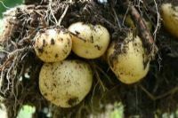 雨露山富硒茶（仙人尖仙寓山富硒野茶）-硒宝网