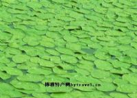 雨露山富硒茶（仙人尖仙寓山富硒野茶）-硒宝网