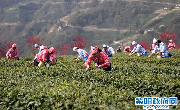 柞水有富硒茶(茶富硒有柞水作用吗)-硒宝网