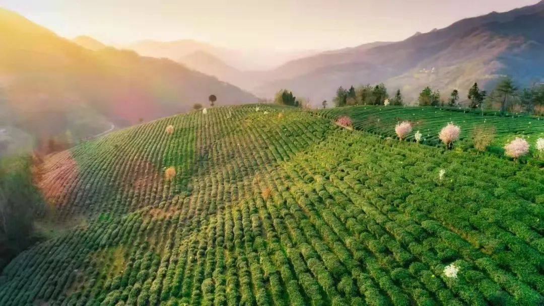 紫阳富硒茶价(紫阳富硒茶价格表)-硒宝网