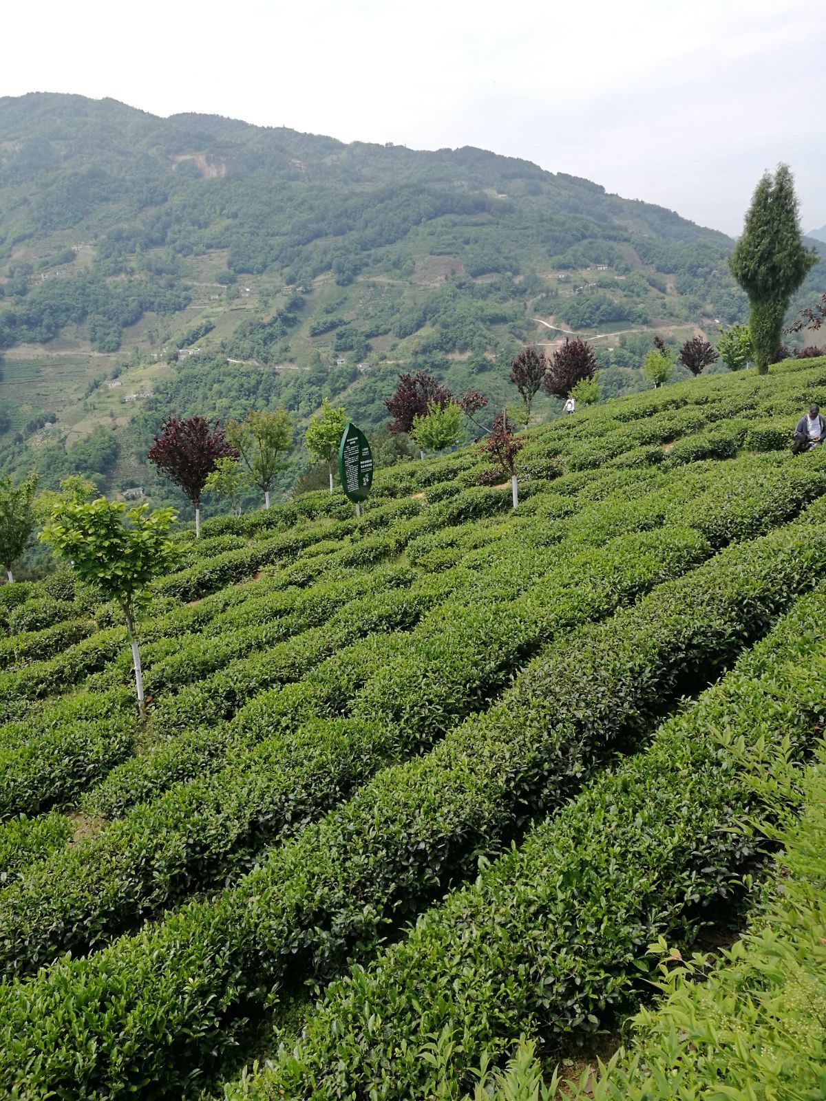 紫阳富硒茶价(紫阳富硒茶价格表)-硒宝网