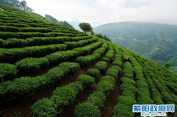 紫阳富硒茶价(紫阳富硒茶价格表)-硒宝网