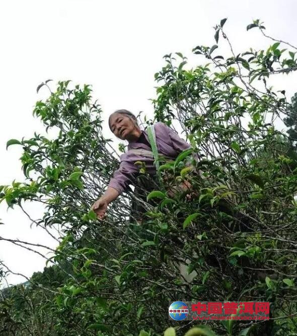 苦竹山富硒茶(苦竹山生茶)-硒宝网