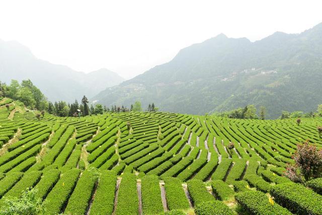 板栗香富硒茶(板栗香的茶是什么茶)-硒宝网