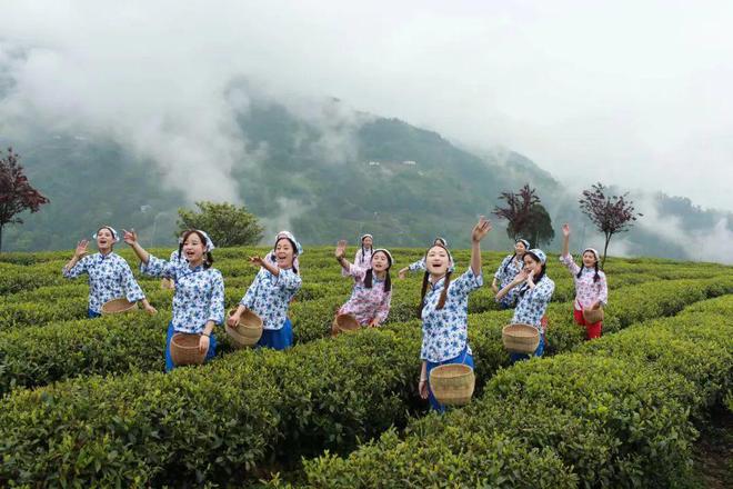 文笔山富硒茶(文笔山富硒茶)-硒宝网