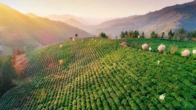 文笔山富硒茶(文笔山富硒茶)-硒宝网