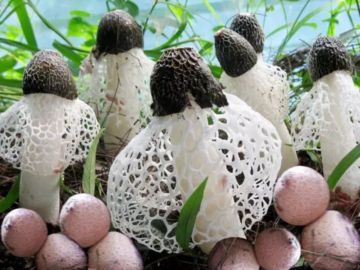 遵义红富硒茶（恩施富硒红茶）-硒宝网