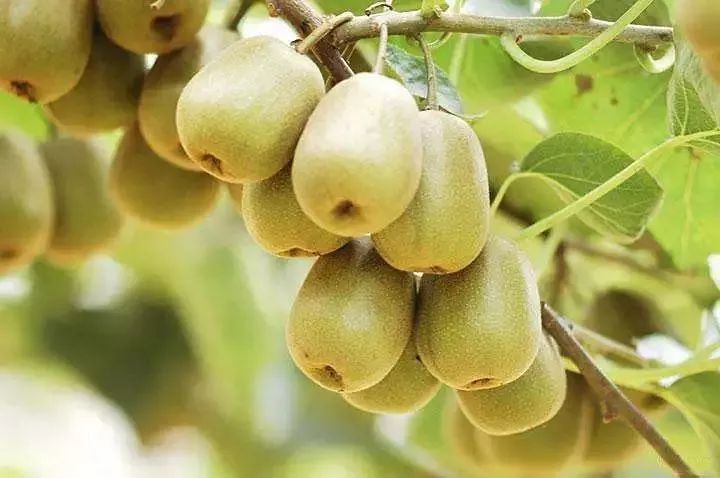 遵义红富硒茶（恩施富硒红茶）-硒宝网