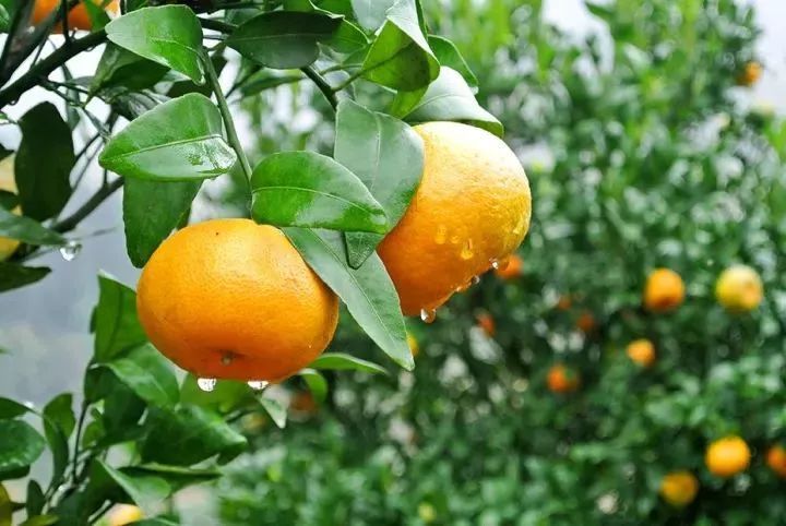 遵义红富硒茶（恩施富硒红茶）-硒宝网