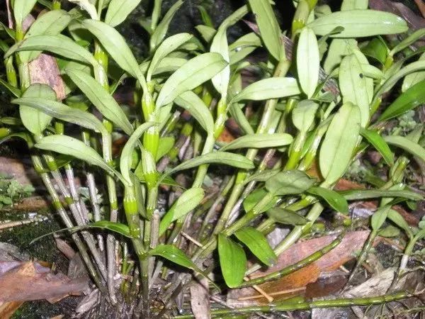 遵义红富硒茶（恩施富硒红茶）-硒宝网