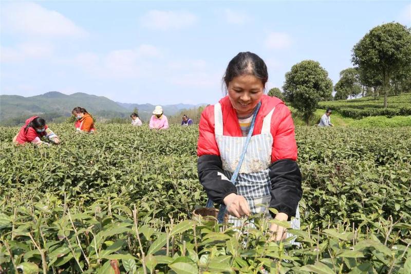 池州富锌硒茶(富锌硒茶叶)-硒宝网