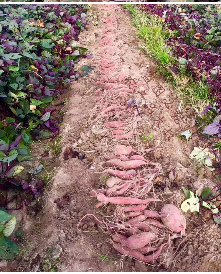 富硒地瓜叶茶(地瓜叶茶的功效)-硒宝网