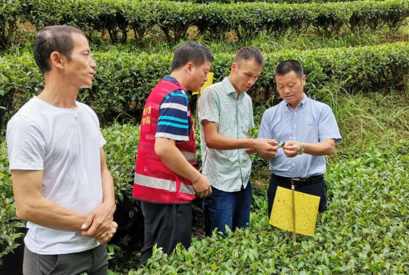 富硒茶小九九(富硒茶口感)-硒宝网