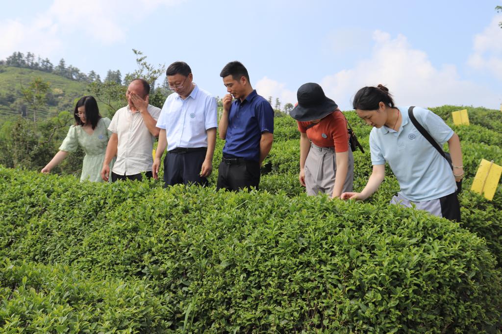富硒茶小九九(富硒茶口感)-硒宝网