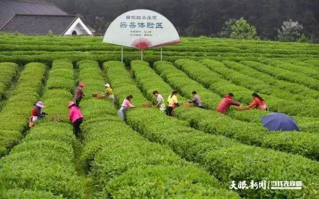 凤冈锌硒富茶（富锌硒茶叶）-硒宝网