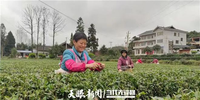 凤冈锌硒富茶（富锌硒茶叶）-硒宝网