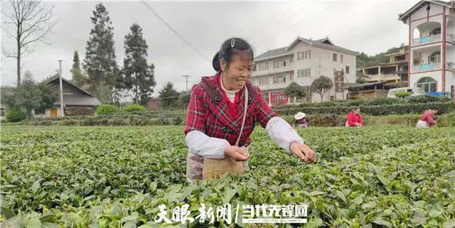 凤冈锌硒富茶（富锌硒茶叶）-硒宝网