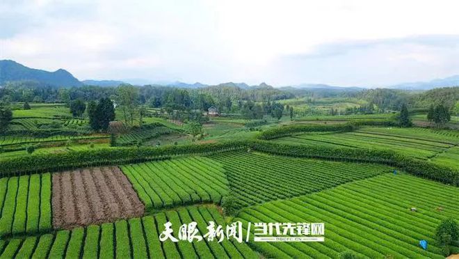凤冈锌硒富茶（富锌硒茶叶）-硒宝网