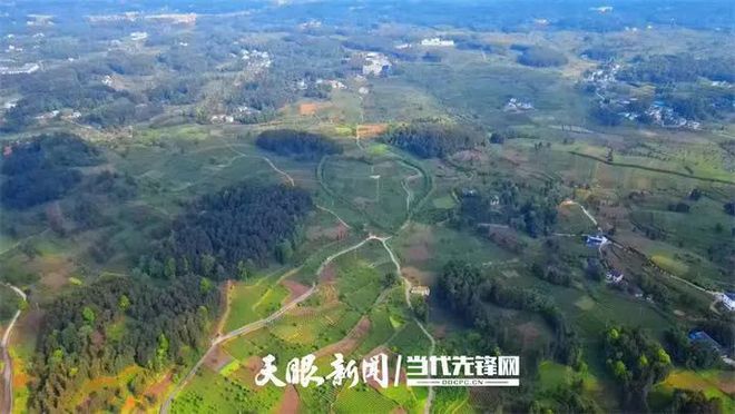 凤冈锌硒富茶（富锌硒茶叶）-硒宝网